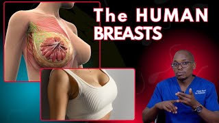 The Surprising Science Behind Human Breasts [upl. by Mera]