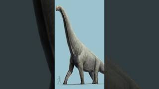 Braquiossauro vs Giraffatitan dinosaur shorts animals explore curiosidades [upl. by Eyahsal805]