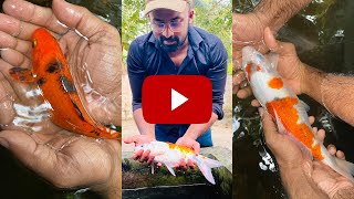 JAPANESE Koi Vs INDIAN Koi Carp MALAYALAM [upl. by Hezekiah833]