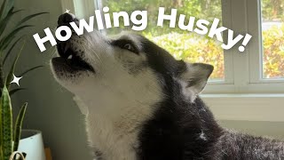 Husky howling 1 minute of howling guaranteed to make your dog howl along [upl. by Hyps783]