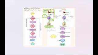 Lecture Video 7 Endocrine System [upl. by Bunni]