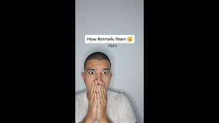 How Animals Yawn [upl. by Wood]