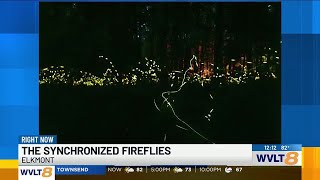 ‘Always wanted to do this’  Great Smoky Mountains synchronized firefly displays begin [upl. by Gorges412]