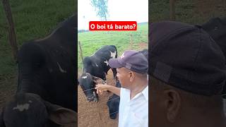 Carne de boi está barato carne agro fazenda gado preço [upl. by Assennej]