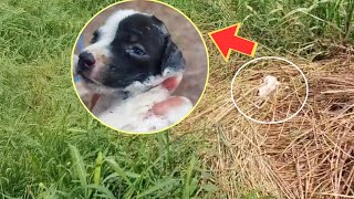 Cachorro de 2 semanas llora desesperado pidiendo ayuda en el campo perdió a 4 hermanos [upl. by Leahcimnaj]