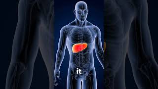 Can Lipase Unlock Better Liver Health The FatBusting Power Revealed [upl. by Maguire483]