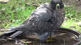 Divertido video de un Halcon Peregrino remojandose en el Parque de Cabarceno [upl. by Medin798]