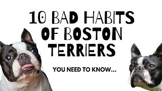 10 Bad Habits of Boston Terrier You Need to Know [upl. by Giovanni]