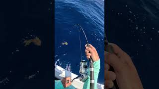 Blackfin tuna jig Guadeloupe fishing guadeloupe jigfishing pêche tunafish fisherman [upl. by Namlas]