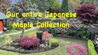 Our entire Japanese maple collection [upl. by Oicram]