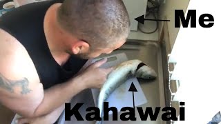 Old footage found  Watch me fillet a Kahawai [upl. by Dranreb907]