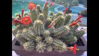 Echinocereus triglochidiatus from Southwest United States  Episode 69 [upl. by Leighland]