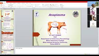 Anaplasma by Dr Ajit Kumar Dept of Parasitology BVC Patna [upl. by Douglas]