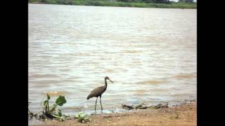 AVES PANTANERAS  EL CARAÚ  RIO PARAGUAY  CORUMBÁ MS  BRASIL [upl. by Neibart]