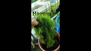 Hornwort for Sale  Get It Before Its Gone [upl. by Negrom811]