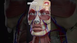 Facial Muscles anatomyphysiology anatomy face muscle [upl. by Jepson]