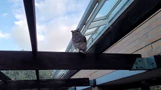 Owl at kirstenbosch botanical garden [upl. by Redyr]