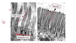 PRACTICAL HISTOLOGY 4 Cytoskeleton amp Inclusions [upl. by Aillicsirp743]