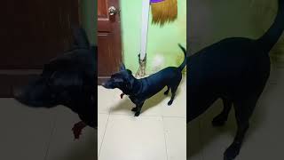 roady boy 🐶🐕 subscribe viralvideo [upl. by Eneloj]