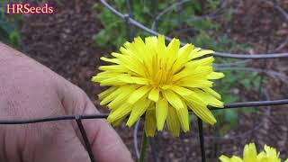 ⟹ Scorzonera  Scorzonera hispanica  Black salsify Flowers 婆罗门参 [upl. by Arannahs]