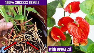 EASIEST Way To Propagate Anthurium Plant [upl. by Galliett]