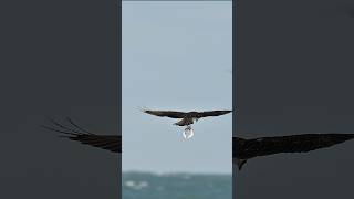 Osprey catches 3 fish at once Can it keep all 3 [upl. by Anjali]