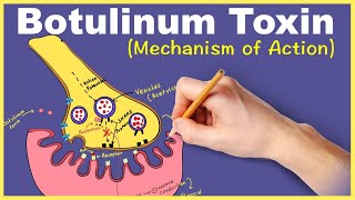 Botulinum Toxin Mechanism of Action [upl. by Niddala]