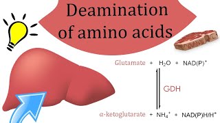 Deamination of amino acids [upl. by Llenrag38]