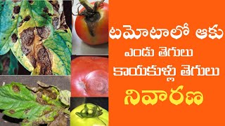 12టమోటాలో ఆకు ఎండు తెగులు కాయకుళ్లు తెగులు నివారణ౹ tamotolo aku endu tegulu kayakullu tegulu [upl. by Yduj292]