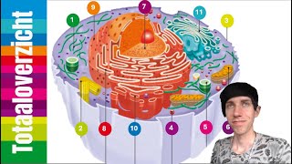 4HV  Biologie  H2 cel en leven  Afspeellijst voor alle organellen en functies [upl. by Aleac484]