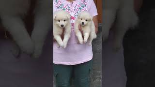 German Spitz puppy for sale lucky dog kennel in Kolkata  9064393486 pug dogs dog [upl. by Glennis499]