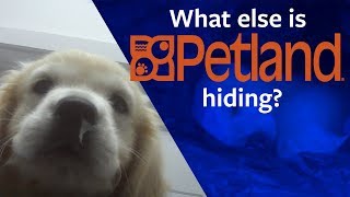 Shocking multistore Petland investigation [upl. by Anedal12]