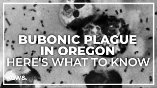 Central Oregon resident diagnosed with bubonic plague [upl. by Betteanne]