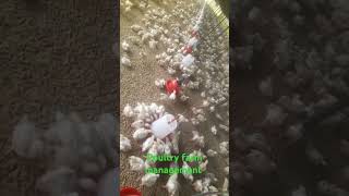 Poultry Farm management 🙏🙏🐔🐔🐔🐤🐤🐤🐤subscribe video🐓🐓🐓🐓 [upl. by Anwadal]