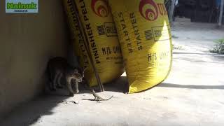 Cat vs Tokay gecko [upl. by Hebel352]