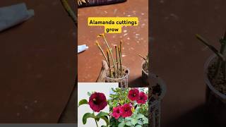 alamanda cuttings grow  kaniyari phula  alamanda gardening [upl. by Glynias175]