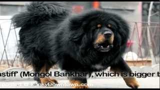 Tibetan Mastiff [upl. by Anuat]