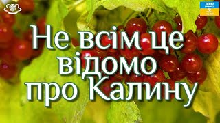 Калина лікує не тільки застуду та грип допоможе при вагітності а також допомагає позбавитись вугрів [upl. by Dori]