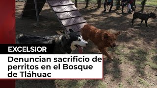 Denuncian sacrificio de perritos en el Bosque de Tláhuac [upl. by Asserat692]