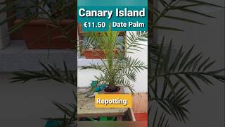 Ireland palm tree Phoenix Canariensis repotting seaweed mix date palm [upl. by Arlee]