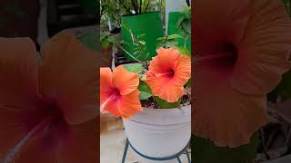 colourful flowers  blooming  terrace gardening  ytshorts [upl. by Asen]