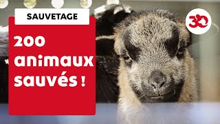 200 animaux à labandon dans une ferme pédagogique [upl. by Atiuqel]