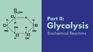 Glycolysis  Biochemical Reactions  MEDZCOOL [upl. by Kiele720]