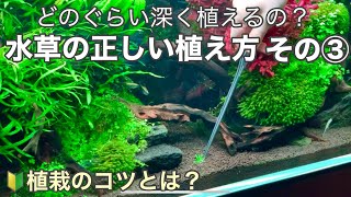 はじめての水草水槽〜水草の植え方で知っておきたい３つのポイント③〜初心者でも簡単に植えられます How to plant aquatic plants in aquarium tank [upl. by Bobseine381]