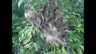 Amazon Brasil Southern Two toed Sloth swimming [upl. by Roydd]