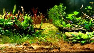 My diy 450L dwarf cichlids community tank [upl. by Krigsman]