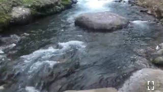 Natural Life with Althea is live beautiful river in Jamaica 🇯🇲 [upl. by Marie]