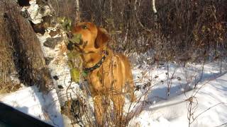 Rottweiler x Mastiff Mastweiler 75 Months old [upl. by Frazier]