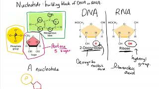 Nucleotide and Polynucleotide formation [upl. by Lig978]