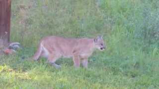 CatamountCougarPumaMountain Lionstalking mule deer at cabin [upl. by Gudrun]